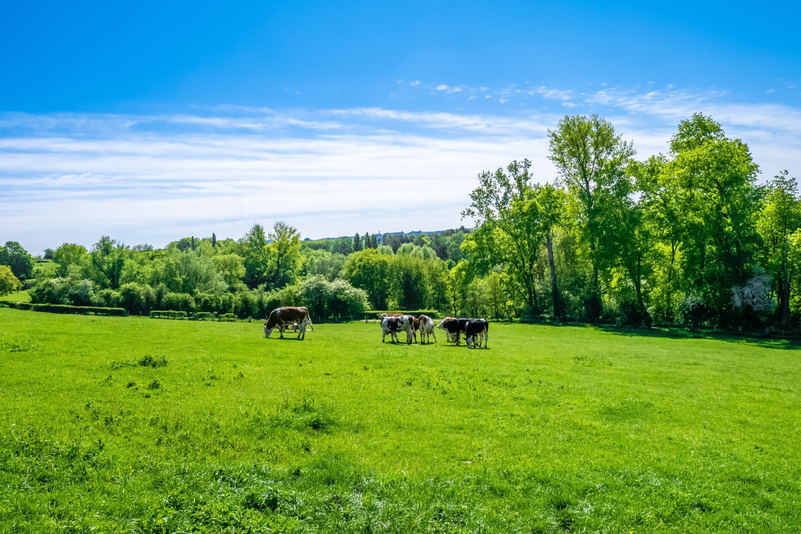 Élevage en Haute-Marne