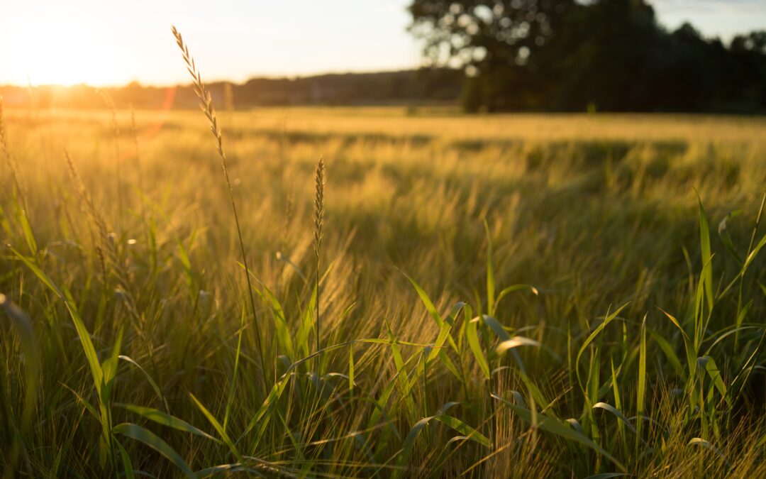 Régénération des sols dans l’Aisne