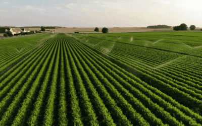 Artera Bio – L&rsquo;art de la résilience et de l&rsquo;innovation